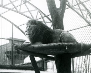 Lion mâle, 