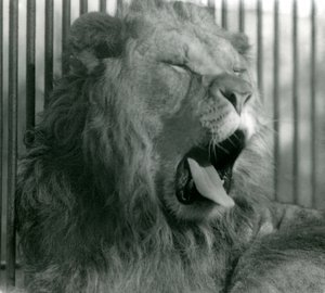 Lion mâle, Abdullah, bâille dans son enclos au Zoo de Londres, 1925