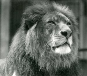 Lion mâle Kuja au Zoo de Londres en août 1924