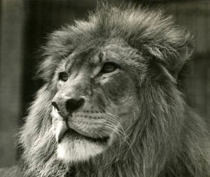 Lion mâle Kuja au Zoo de Londres en août 1924