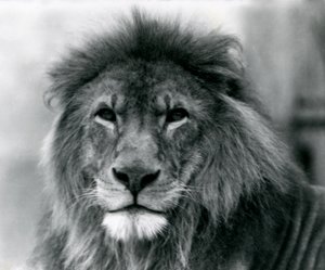 Lion mâle 