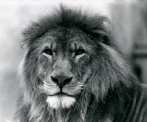 Lion mâle Kuja au Zoo de Londres en janvier 1925