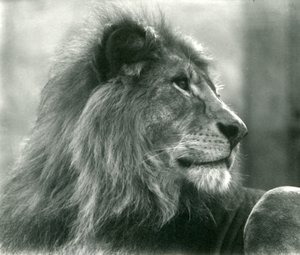 Lion mâle Kuja au zoo de Londres en janvier 1925