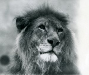 Lion mâle Kuja au zoo de Londres en janvier 1925