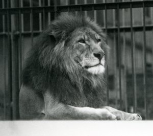 Lion mâle 