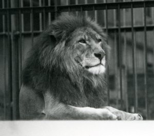 Lion mâle Kuja allongé dans son enclos au Zoo de Londres en janvier 1925 - Frederick William Bond