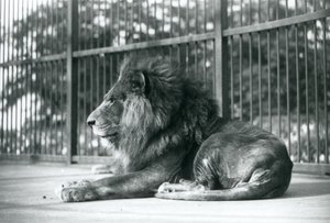 Lion mâle Toto allongé dans son enclos au zoo de Londres en septembre 1927 - Frederick William Bond