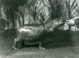 Percy, un jeune hippopotame pygmée nourri à la main au zoo de Londres, novembre 1923 (photo nb) - Frederick William Bond