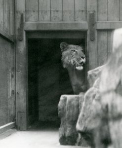 Ranji un tigon mâle, zoo de Londres, juillet 1924 - Frederick William Bond