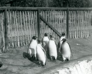Six manchots royaux marchant à côté de leur piscine au Zoo de Londres en 1927
