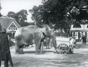 Syed Ali chevauchant Indiarani derrière une brouette, Zoo de Londres, octobre 1925 - Frederick William Bond