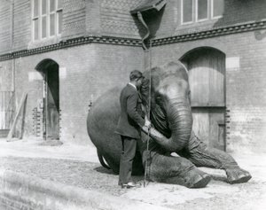 Syed Ali, entraînant Indiarani devant la Maison des Éléphants, Zoo de Londres, août 1923