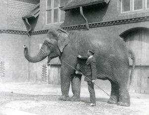 Syed Ali, entraînant Indiarani devant la Maison des Éléphants, Zoo de Londres, août 1923 - Frederick William Bond