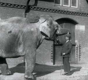 Syed Ali entraînant Indiarani devant la Maison des Éléphants, Zoo de Londres, octobre 1925 - Frederick William Bond