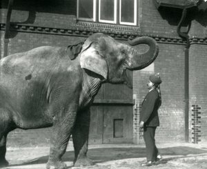 Syed Ali entraînant Indiarani devant la maison des éléphants, Zoo de Londres, octobre 1925 - Frederick William Bond
