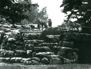 Le paddock des élands au Zoo de Londres en juin 1924 - Frederick William Bond