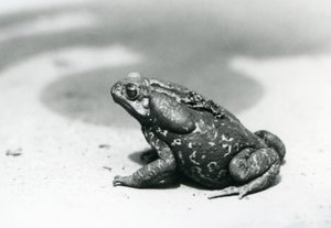 Le plus grand et le plus petit crapaud de la ménagerie en août 1928