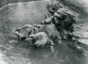 Trois castors dans leur bassin au Zoo de Londres, années 1920 - Frederick William Bond