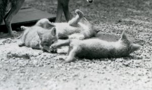 Trois chiots de coyote roulant sur le sol, aux pieds de leur mère, Zoo de Londres - Frederick William Bond