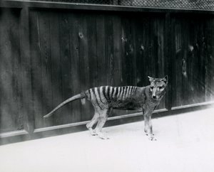 Thylacine Loup de Tasmanie au zoo de Londres, avant 1930