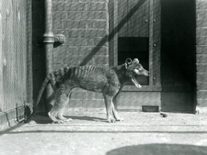 Thylacine / Loup de Tasmanie au Zoo de Londres en août 1926 (photo n/b)