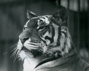 Tigresse Sally au zoo de Londres en 1927 - Frederick William Bond