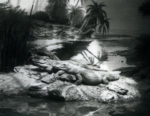 Deux alligators dans un cadre panoramique, zoo de Londres, juin 1927