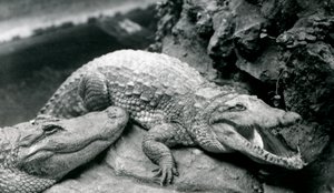 Deux Alligators Américains au Zoo de Londres, juillet 1914