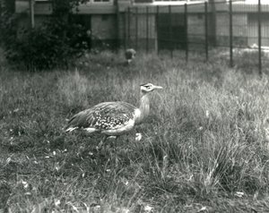 Deux outardes arabes debout dans leur enclos au Zoo de Londres, septembre 1927 - Frederick William Bond