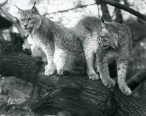 Deux lynx boréaux, l