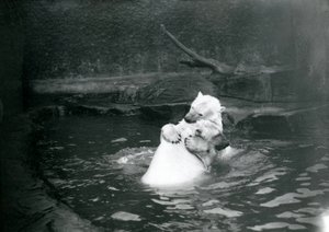 Deux ours polaires, dont un juvénile, s