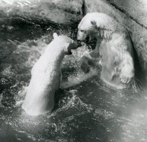 Deux Ours Polaires jouent dans leur bassin. Zoo de Londres en 1926 - Frederick William Bond