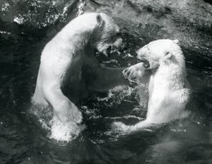 Deux ours polaires jouant dans leur piscine au zoo de Londres en 1926 - Frederick William Bond