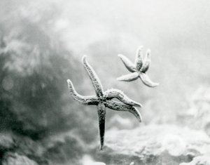Deux étoiles de mer, sur la vitre de l