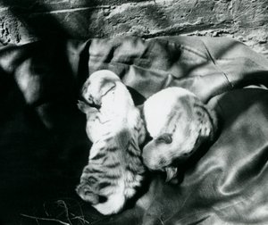 Deux petits hyènes rayées au zoo de Londres, c.1914 - Frederick William Bond