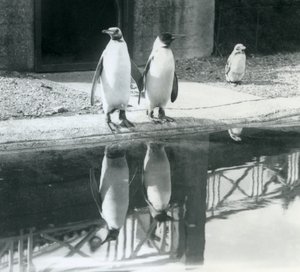 Deux manchots royaux adultes debout près de leur bassin avec leurs reflets dans l