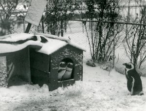 Deux manchots à pieds noirs en danger regardent hors de leur boîte de nidification, dans la neige, tandis qu