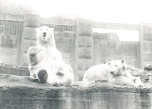 Deux ours polaires au zoo de Londres, 1927