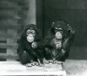 Deux jeunes chimpanzés assis sur une caisse en bois, zoo de Londres - Frederick William Bond