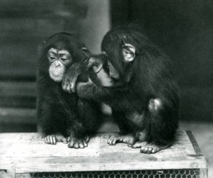 Deux jeunes chimpanzés assis sur une caisse en bois, Zoo de Londres, 1924 - Frederick William Bond