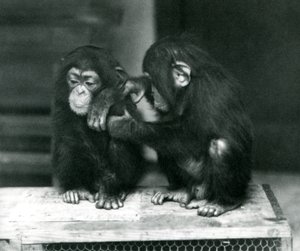 Deux jeunes chimpanzés assis sur une caisse en bois. L