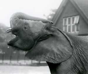 Jeune éléphant africain Kiberenge levant sa trompe et appelant, Zoo de Londres, août 1925 - Frederick William Bond