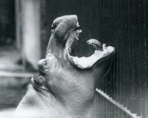 Jeune hippopotame Bobbie au zoo de Londres