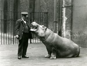 Jeune hippopotame Bobbie assis pour le gardien Ernie Bowman, Zoo de Londres, juillet 1923