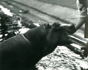 Jeune Hippopotame 