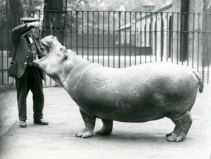 Jeune hippopotame Bobbie avec le gardien Ernie Bowman, Zoo de Londres, juillet 1923