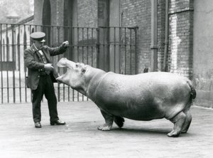 Jeune hippopotame Bobbie avec le gardien Ernie Bowman, Zoo de Londres, juillet 1923