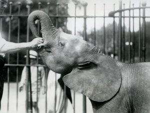 Jeune éléphante pygmée africaine Oojah recevant une friandise, zoo de Londres, juillet 1925 - Frederick William Bond