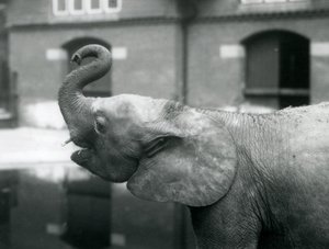 Jeune éléphant pygmée africain Oojah levant sa trompe au Zoo de Londres, août 1925 - Frederick William Bond
