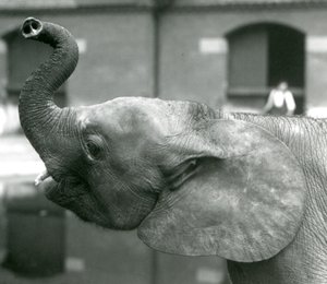 Jeune éléphante pygmée africaine Oojah levant sa trompe au zoo de Londres, août 1925 - Frederick William Bond